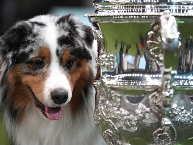 Best in Show winner Viking the Australian Shepherd.