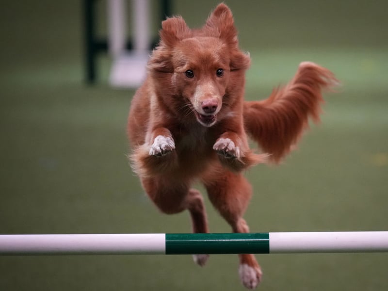 Yunalesca's Mad As A Hatter jumps an obstacle during the agility competition on day two of Crufts.