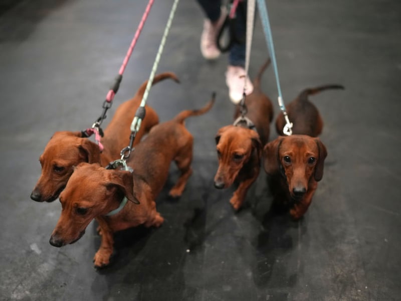 Miniature daschunds walk through the Crufts venue.