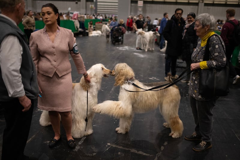 Afghan hounds greet each other after being judged t Cruft.
