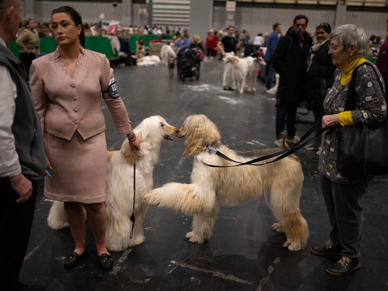 Afghan hounds greet each other after being judged t Cruft.