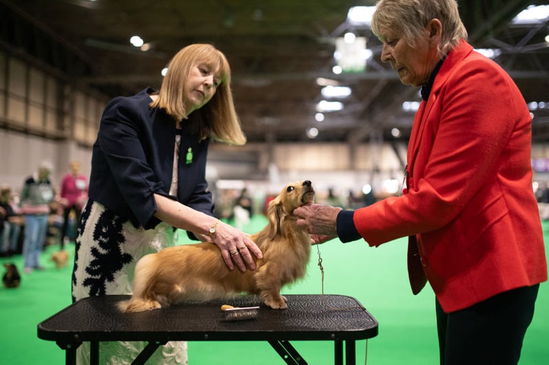 A Miniature Long-Haired Dachshund is judged on the last day of the Crufts dog show.
