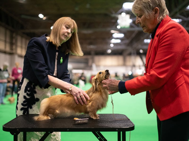 A Miniature Long-Haired Dachshund is judged on the last day of the Crufts dog show.