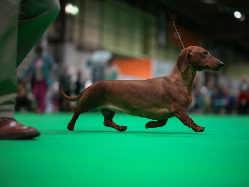 A Dachshund parades in the show ring on the last day of the Crufts dog show.