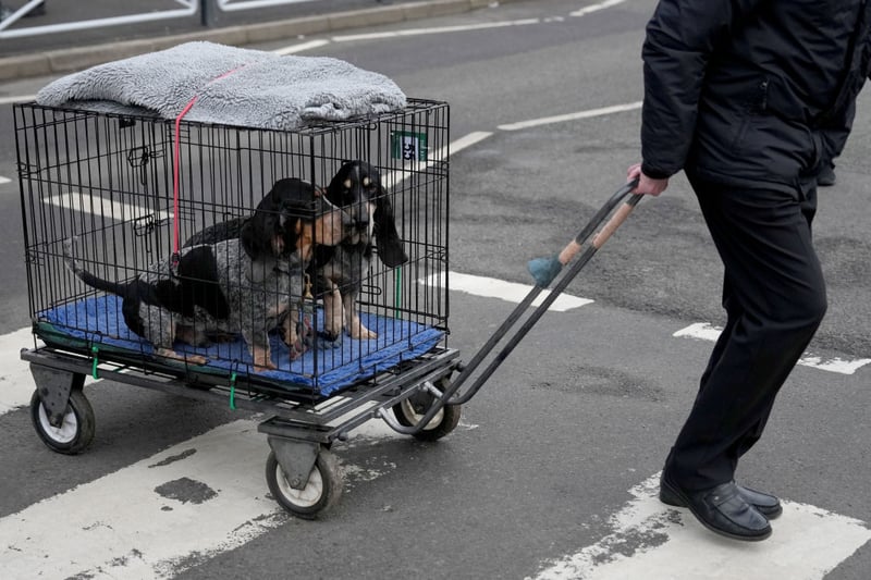 Dogs and their owners arrive on the first day of Crufts.