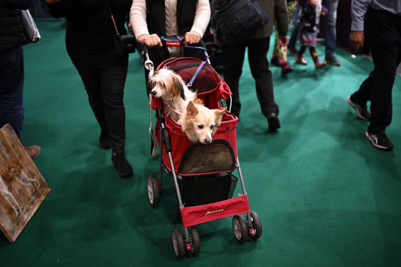 A woman pushes two dogs in a carrier past trade stands at the end of the third day of the Crufts dog show.