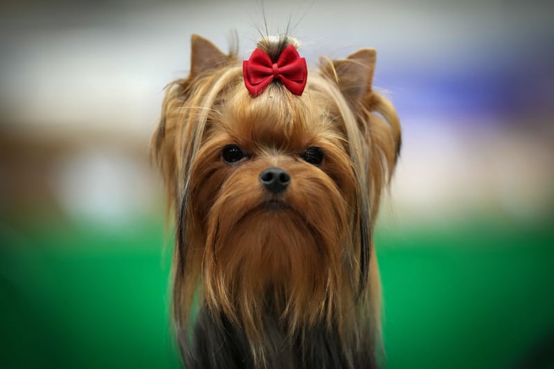 A Yorkshire Terrier waits to go in the show ring.