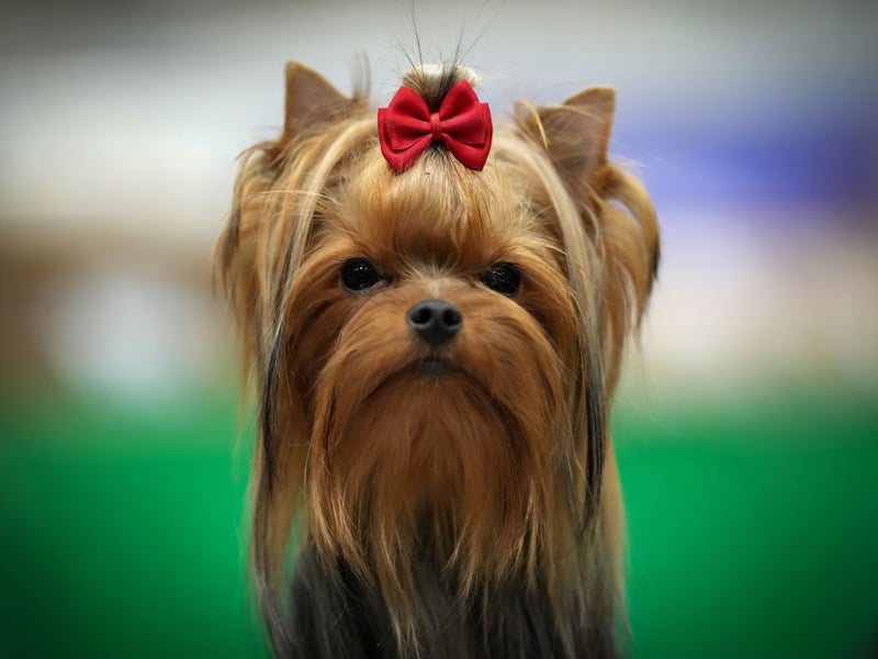 A Yorkshire Terrier waits to go in the show ring.
