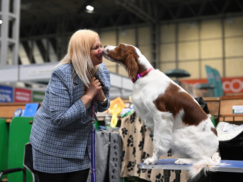 A woman is licked by her Irish Red and White Setter dog.