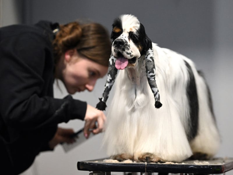 An American Cocker Spaniel dog is groomed before being judged in the Gundog class.