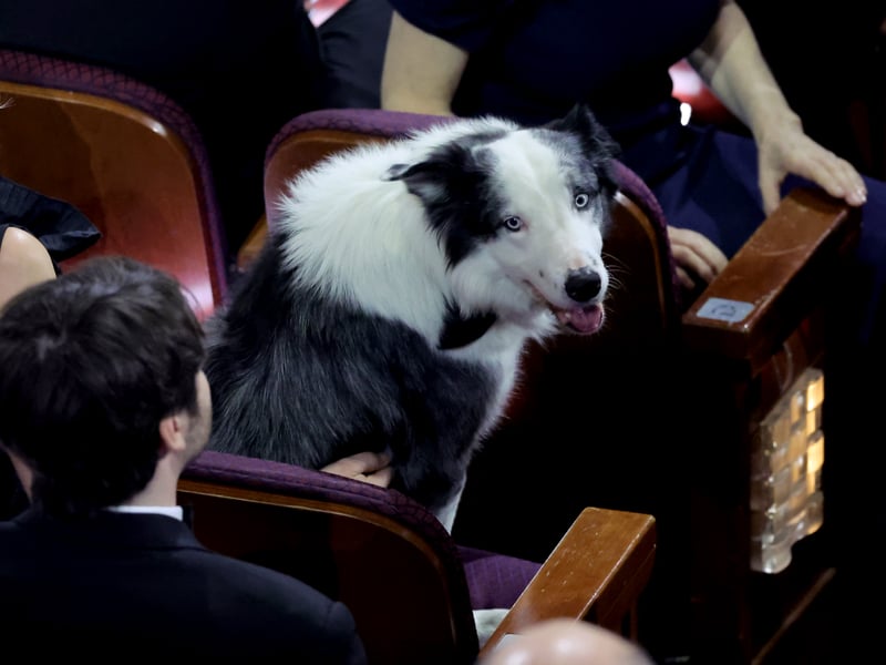 Messi, the four-legged star of Anatomy of a Fall, appeared during the Oscars ceremony after days of speculation, and was shown during Robert Downey Jr’s win.