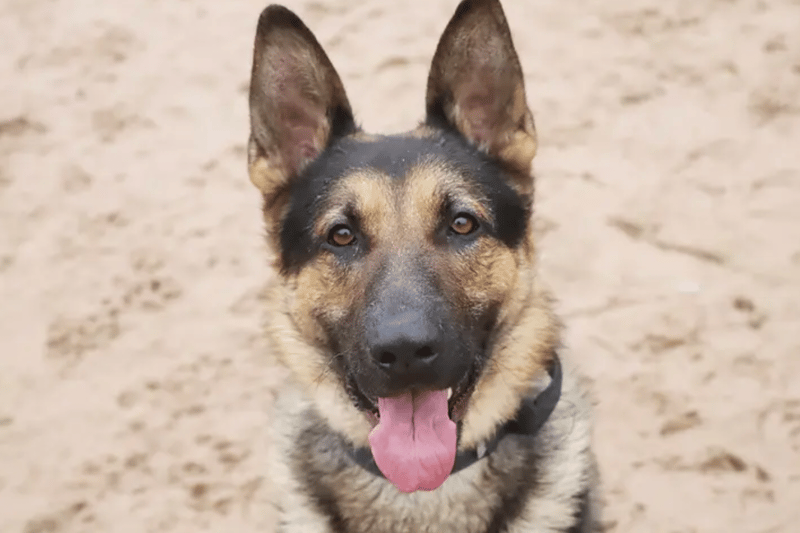Bo is a handsome 2yr old German Shepherd. He is very classic of his breed, full of energy and super smart. He will need very active adopters who are keen to do plenty of training with him and keep him busy. He'll need a secure garden to burn off his energy and due to his size and strength needs an adult only home. He needs to work on his dog socialising as he's currently quite unsure and can bark when he sees them. This means he'll need to be the only pet in his home and will need to be walked in quiet areas until he's gained more confidence. He'll also need someone around all the time to properly settle him in and very slowly build up any time being left alone.