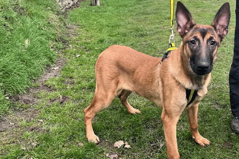 She needs an active home with a family who are interested and happy to be involved in high energy activities to meet her physical and mental needs. Owners with experience of the Malinois breed or active working breeds would be beneficial. Zula can live with older children 14 yrs plus who are comfortable around large excitable dogs. She could also live with a neutered male dog of similar size providing they have lived with a dog before. A home with a secure garden would be beneficial to allow her to work on recall training in a safe space.