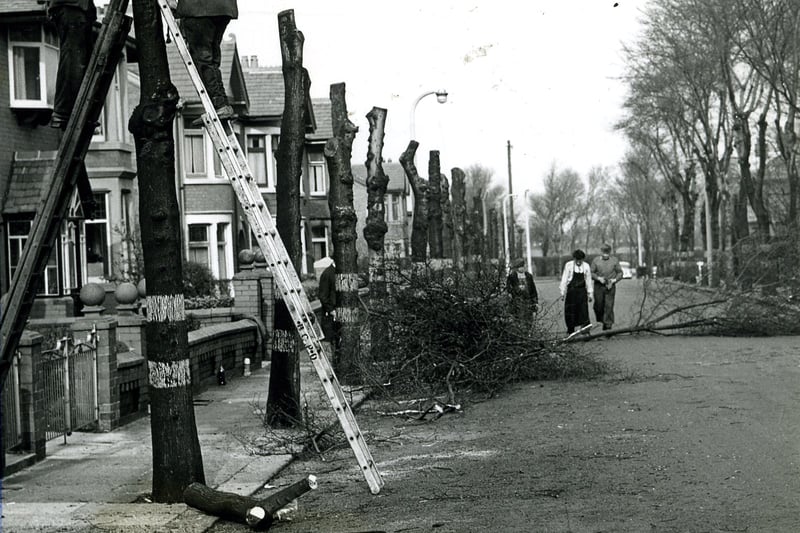 Parks department workers in Beechfield Avenue are cutting back the trees to encourage new growth. The trunks still have the white markings added to make them more visible during the blackouts of World War Two