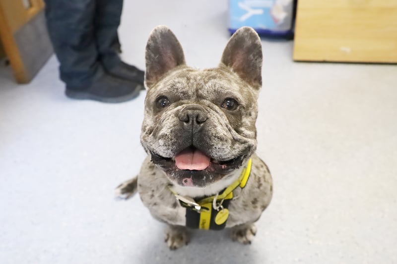 Blue is a two-year-old French Bulldog who loves to live life to the max. He is working on a few training needs and is doing well, but would need an adult-only home where he would also be the only pet.