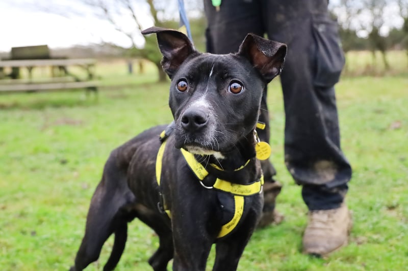 Luna is gorgeous one-year-old Staffy cross, who can be nervous around new people but comes round quickly. She is friendly and is doing well with her training. Luna would suit an active home.