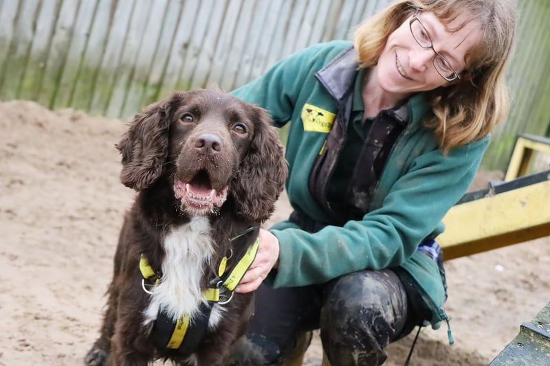 Chase is a six-year-old Sprocker and has been described as the poster boy for his breed. He would need adopters who enjoy plenty of outdoor adventures, as he likes to be kept busy.