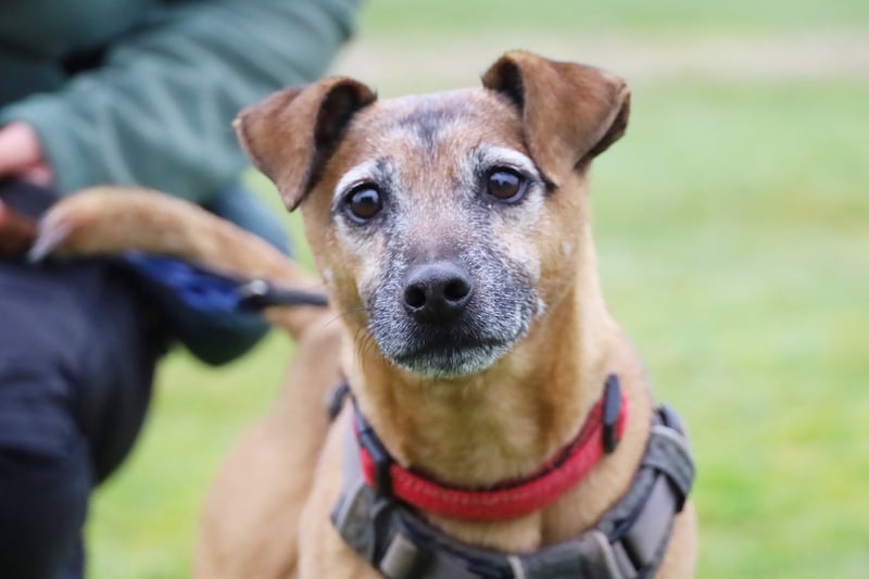 Dexter is an eight-year-old Terrier Crossbreed. He is lots of fun, but need people to let him come round to them in his own time. He thrives on a fixed routine and must be the only pet in an adult-only home.