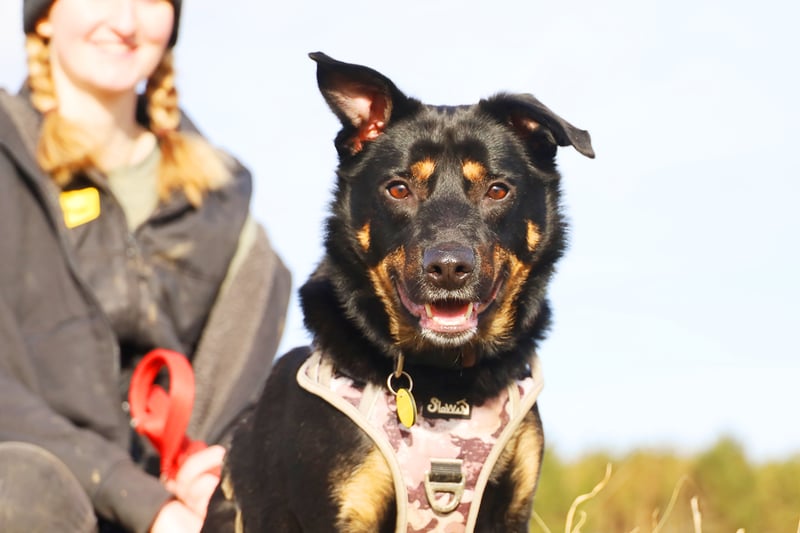 Max is a smart two-year-old Australian Kelpie who loves his training. He would need to be the only pet in an adult-only home as he needs a predictable routine. His home would need to be within a 30-minute drive of the rehoming centre, as he is still working on car training and noise upsets him.
