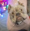 Adopt a dog Sheffield: ‘Miss Piggy’ the pocket bully urgently needs home to continue major surgery recovery