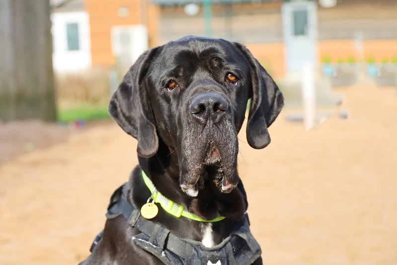 Lenny is a two-year-old Great Dane and has been described as a gentle giant. He has been waiting to find the right match for a while now. Lenny can be shy, so loves walks in quiet areas. He is a playful pooch looking to form a strong bond with his new family.