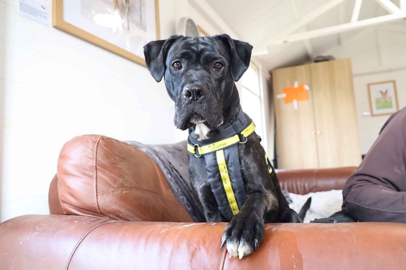 Karma is a two-year-old Italian Corso who has had an unsettled time recently, but has bounced back perfectly. She is a little sensitive around new people so would need a calm, adult-only home.
