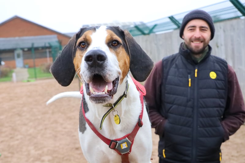 Jethro is a three-year-old Foxhound who is looking for adopters with as much energy as he has. He would need to be the only pet in an adult-only home because of his size and strength. He would also need a room where he can relax alone.