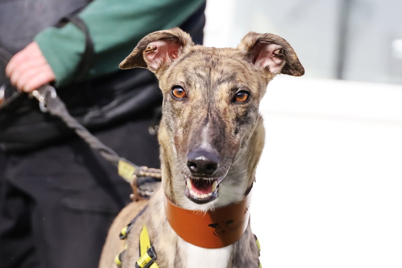 Adorable Ellie is a two-year-old Greyhound who is very affectionate. She likes to have her own space, so young children wouldn't work, but would be fine living with high school aged kids.