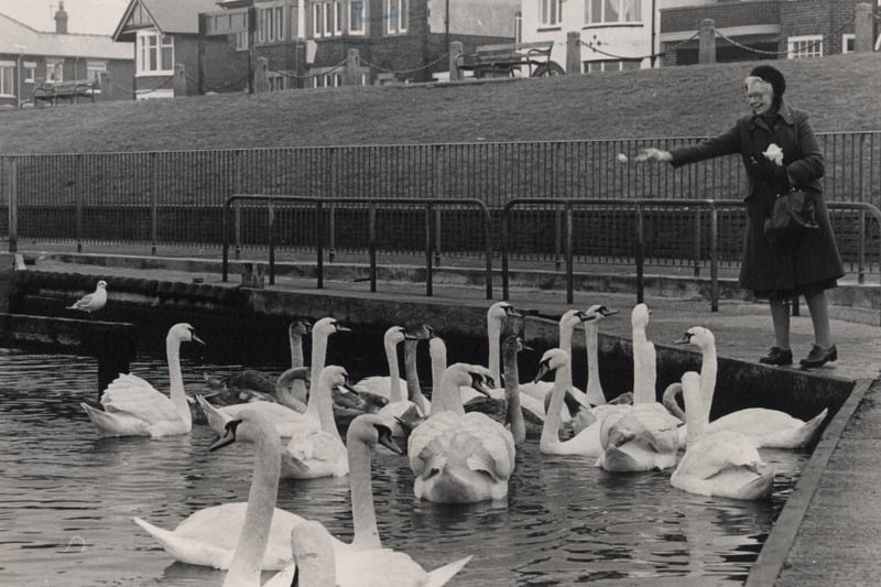 Feeding the swans at Fleetwood boating lake