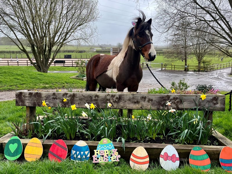 Head to Penny Farm World Horse Welfare in Blackpool this Easter to meet the ponies undergoing rehabilitation in the undercover barn, then stroll around the paddock to meet more horses, ponies and wild birds and animals too. During the Easter Holidays there will be a series of great rails to follow, quizzes and crafts to join in with too.
This dog friendly venue will be open all of Easter Weekend and on April 3 and 10.