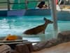 Watch moment deer jumps into swimming pool for a dip after 'breaking in' to leisure centre