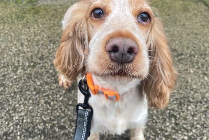 Evie, a 6-year-old sweet-natured Cocker Spaniel, is desperate to find her new home. Evie would benefit from a family home with children aged 8+. Evie could live with other dogs, dependent on a successful dog introduction at Thornberry, however this is not essential for her adoption.