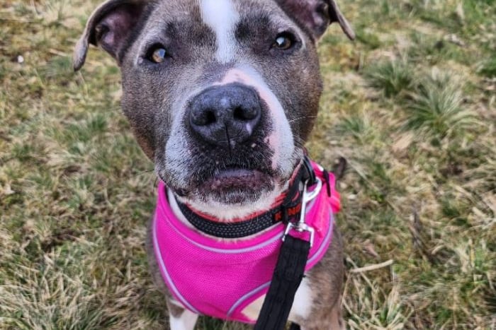 The beautiful Ulla, a 6 and a half-year-old Staffordshire Bull Terrier, is now available for adoption. Ulla would benefit from an active home and a garden is essential for her adoption. She has been uncomfortable around some other dogs so will need a pet free home. Ulla could live with children aged 12+.