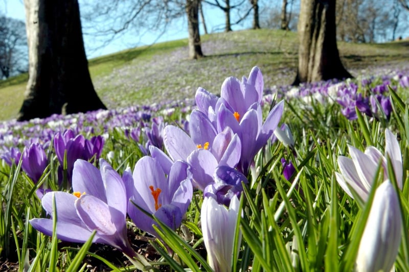 Crocuses in Backhouse Park in a lovely Spring photo from 2010.