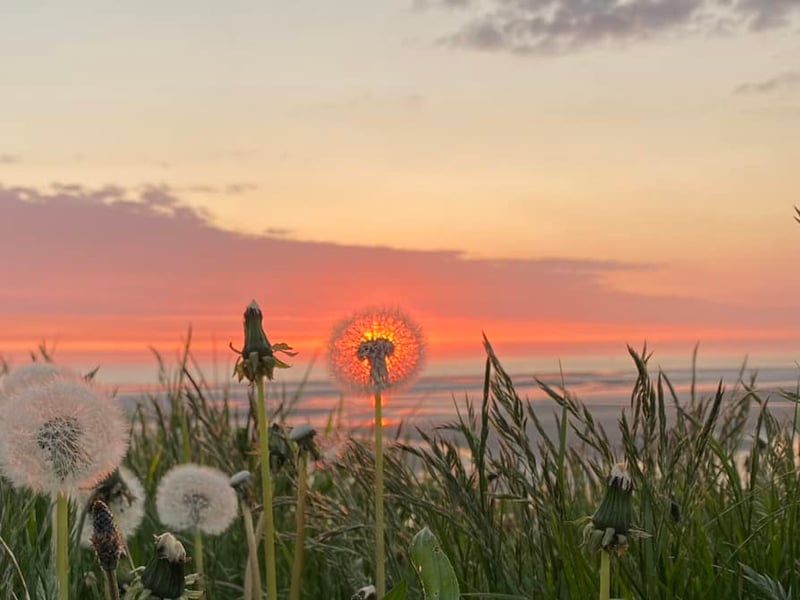 This lovely shot of sunset and flowers was captured by Blackpool Gazette Camera Club member Anna Brady