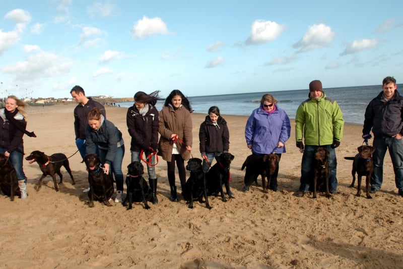 Owners of labrador puppies celebrated the first birthday of their pets with a dog day at Seaburn in 2012.