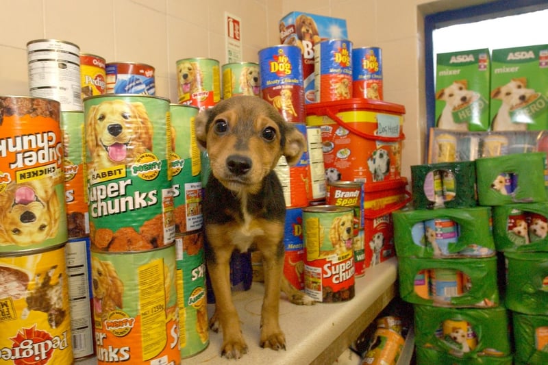 Kim the puppy posed for this photo at West Hall Kennels in Cleadon after Asda customers donated all sorts of pet food in 2006.