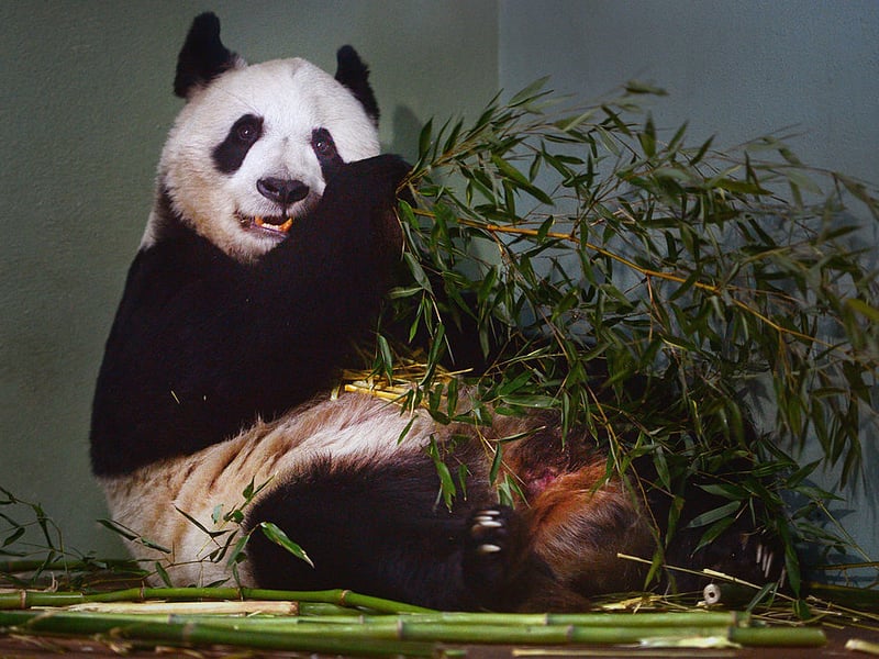 They may have lost their giant pandas but Edinburgh Zoo still maintained their place in Scotland's ten most popular attractions. A modest three per cent rise to 618,719 visitors placed them 59th in th UK.