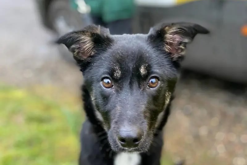 Sally is our gorgeous Collie cross, who is 6 months old. She is your typical Collie - intelligent, fast learning and active. A household that has experience with the breed would be best suited for Sally. Sally is a very confident little girl and will say hello to everybody she passes.