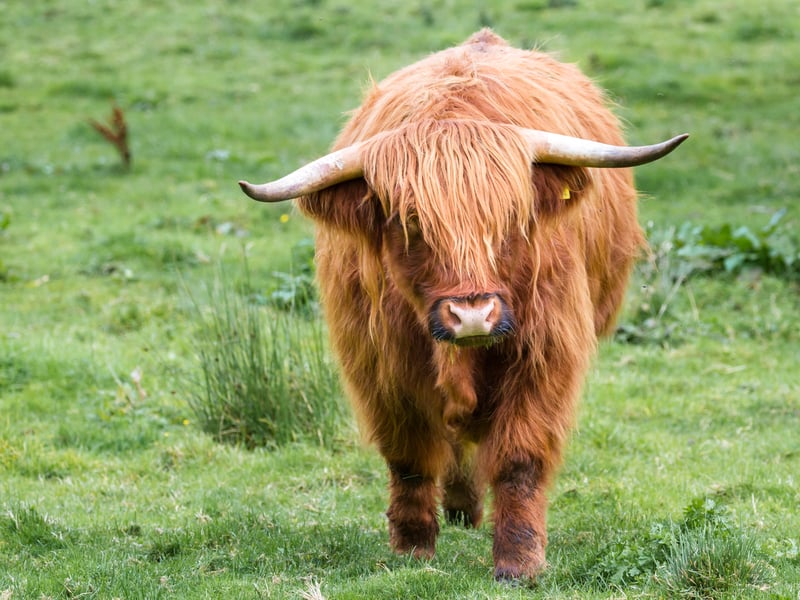 If you’re looking to see Highland cows in a bit of luxury, why not visit Muckrach Country House in Grantown-on-Spey. Home to Hamish and Dougal, their hairy coos enjoy country views and visitors. 