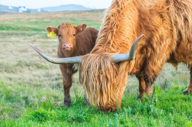 Here are 15 places you can see Highland cows in Scotland.