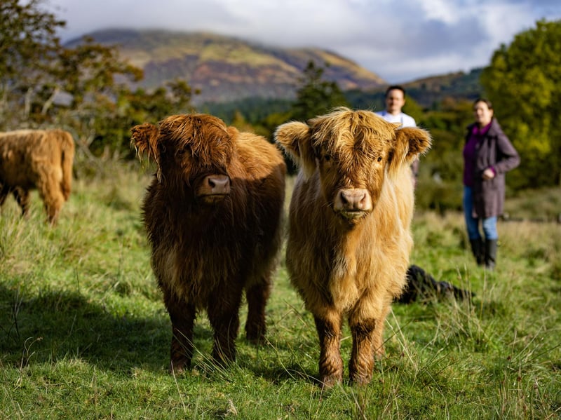 The team at Achinreir Farm have been making artisan Highland Fold ice cream for years, but are now, alongside The Pierhouse hotel in Argyll, offering visitors the chance to meet their fold of cattle. Visitors can choose from either their Whispering Cow Walk at £15 per person or their When the Cows Come Home experience at £25 per person.
