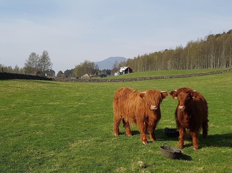 The Highland Folk Museum allows visitors the opportunity to step back in time and experience what life was like for Highlanders with 35 historical buildings. However, since 2020 the open-air museum has also been home to Highland cows which you can visit alongside the past. 