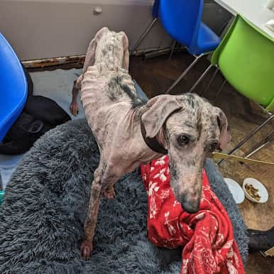 Luca was described as a "walking skeleton" when he was found tied to a lamppost in Barnsley. He was severely emaciated and had a "horrific" case of sarcoptic mange.