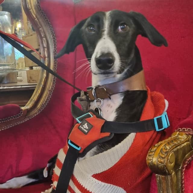 Emaciated dog in Barnsley now loves life in new home