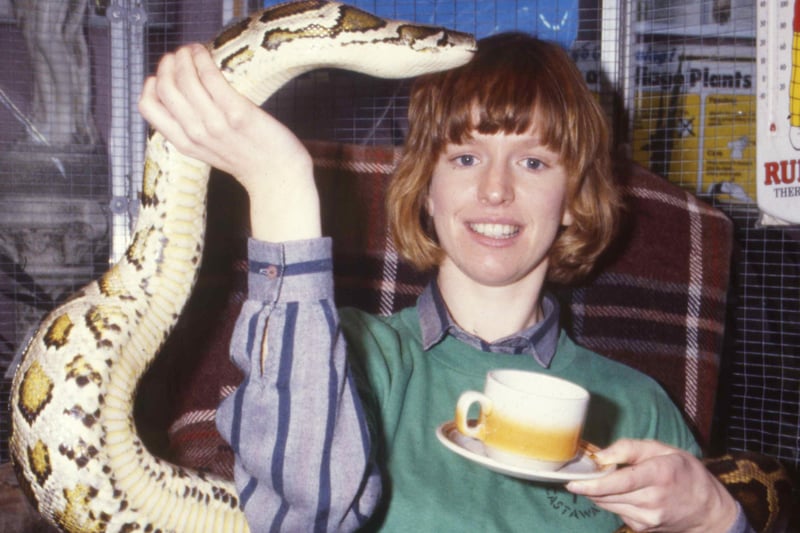 Judy Prowse broke the world snake sit-in record in 1986 by being penned in with four pythons and a boa constrictor at Lambton Park Garden Centre. 
Judy spent 51 hours with the snakes and broke the record by an hour.