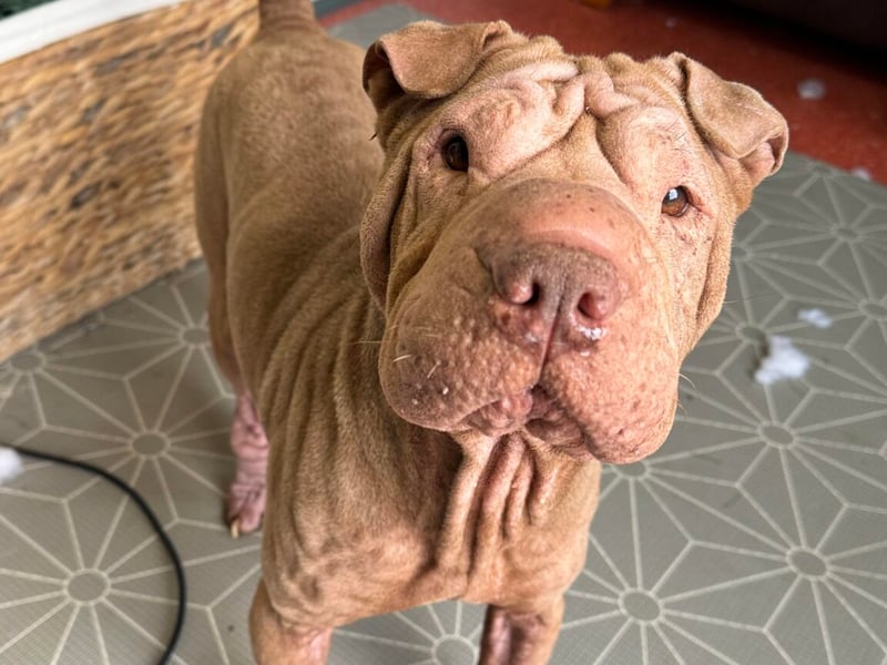 Suzie the Shar Pei is such a character who’s done really well in a foster home. She is around 5 years old. Suzie arrived with us with terrible skin issues, but this is now under control, and she looks and feels so much better. Suzie is very people friendly, but not so much of a fan of other dogs, so she needs a pet free home.