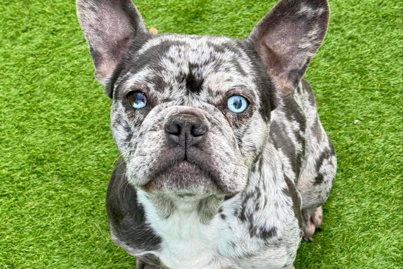 Dolly, a 2-3 year old French Bulldog, is ready to find her dream home. She is a giddy little kipper who instantly loves everyone she meets.