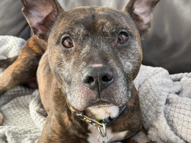 Billy, at 10-year-old Staffy cross, is being cared for by Helping Yorkshire Poundies. He had been abandoned in a property and was terribly underweight and limping. He has put on weight luckily, and has pain relief for his sore knees. He doesn’t let his knees stop him, and he loves to run and walk. He is very fit and super friendly. He is housetrained and knows lots of commands. He has shown no issues around other dogs. He is doing better at being left alone in his kennel, but when he moves into his new home he will need time and patience while he settles. He is so sad and desperately needs a loving home.