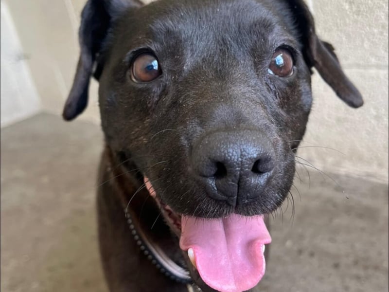Benji, a 10-year-old Patterdale, is a proper little character who is looking for a home who love his breed. Benji is still full of energy, and loves getting out for walks and exploring. He is reactive on lead to dogs, but HYPS believe he will calm donw over time, with slow on-lead introduction to some walking friends. He really will make the best little companion .. all he asks for is some belly rubs in return!!